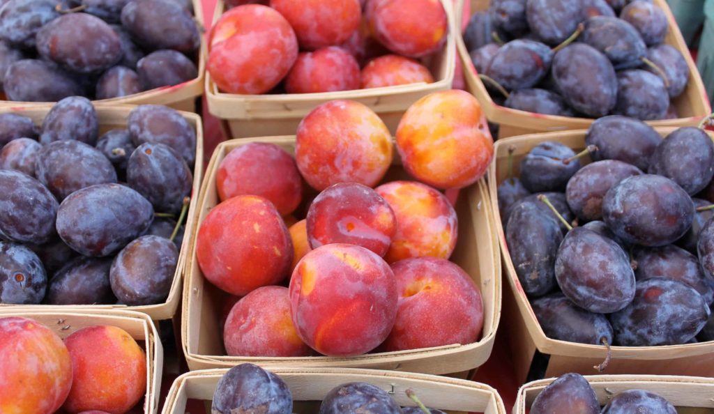 Ripe plums glisten in late summer at the Pittsfield Farmers Market.