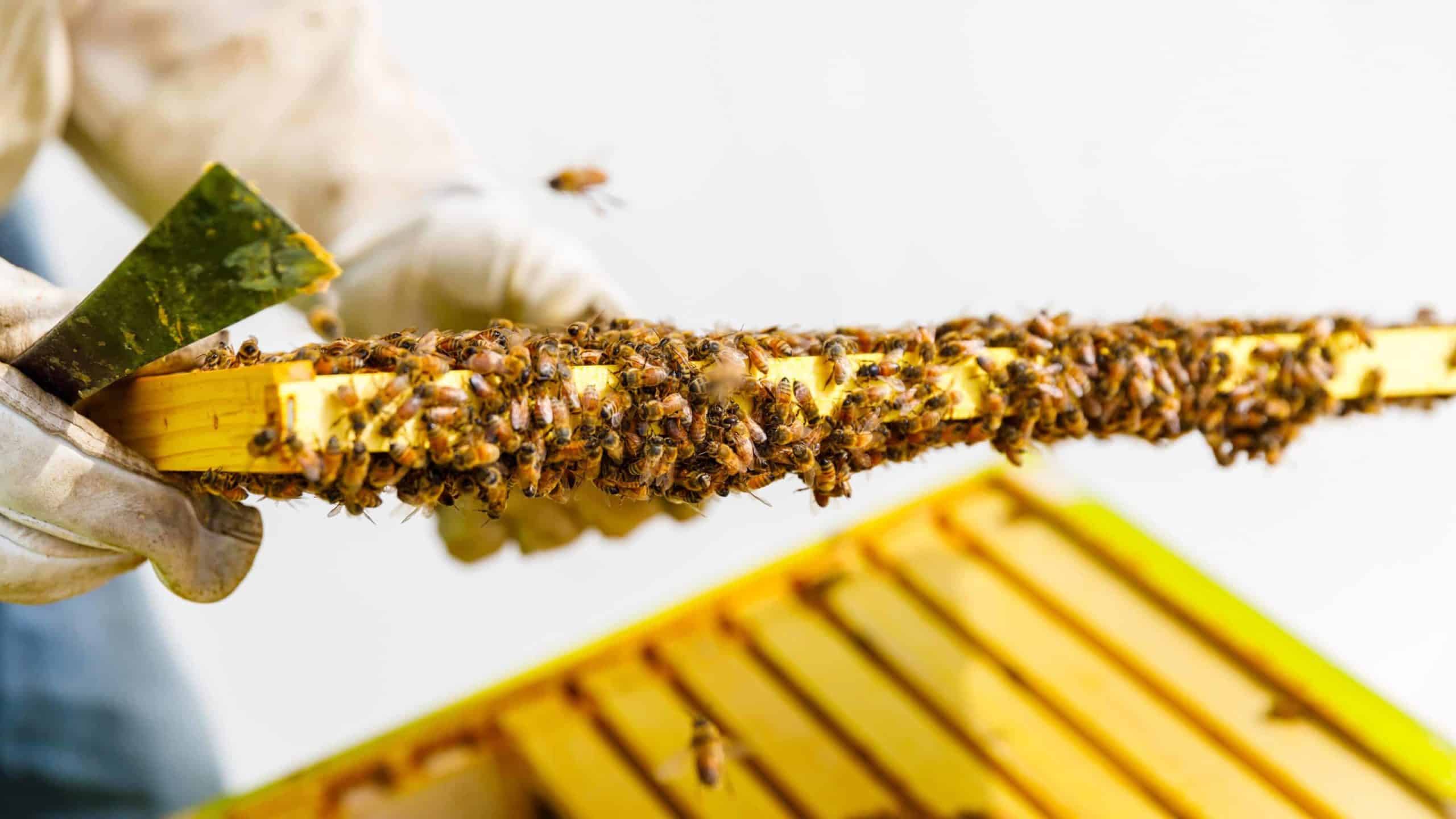 Bees congregate on a honeycomb from their rooftop hive at the museum.