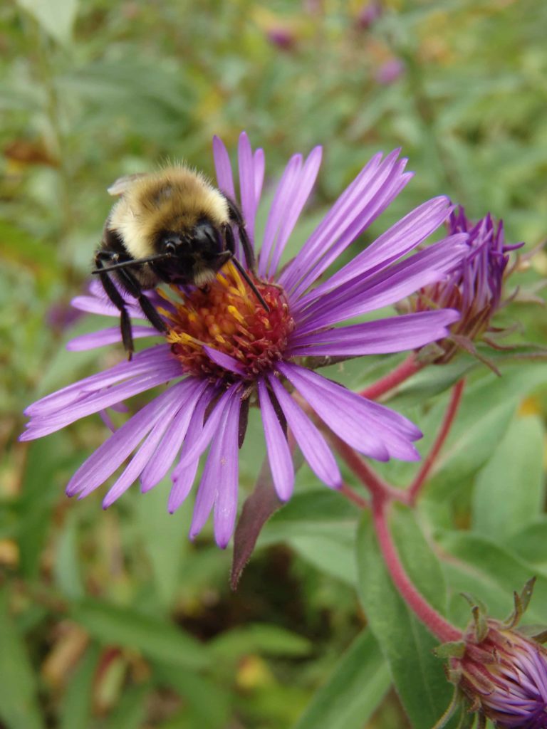 A bee gathers pollen from a New England aster.
