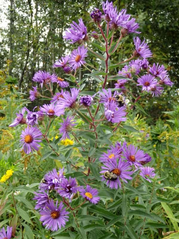 New England aster is one of the showiest of the large aster family blooming August through October. Fortunately for the migrating hummingbird, it grows from Canada to the uplands of the Carolinas providing much-needed nectar.