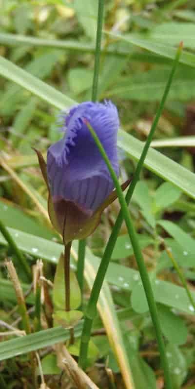 Fringed gentian (not gention) is a rare fall wildflower blooming from September through November favoring meadows and wet woodland openings.