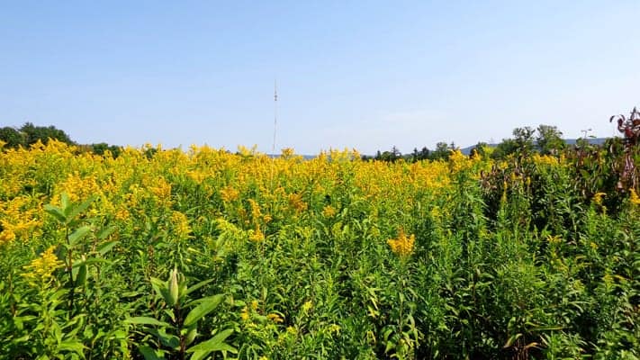 Goldenrod is one of the more misunderstood of all wildflowers; many people blame it for "hay" fever when it has moist spores and is not the cause.