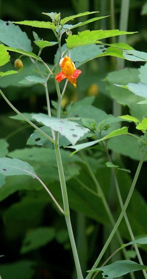Jewel Weed or touch me not is found more commonly along shaded edges of fields and meadows in cool moist soils.