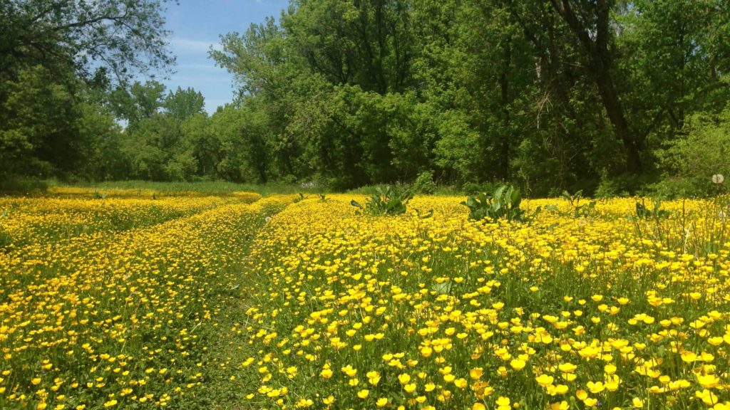 Buttercups bloom in profusion in early June, near the river in Upper Linear Park in Williamstown. Photo by Kate Abbott