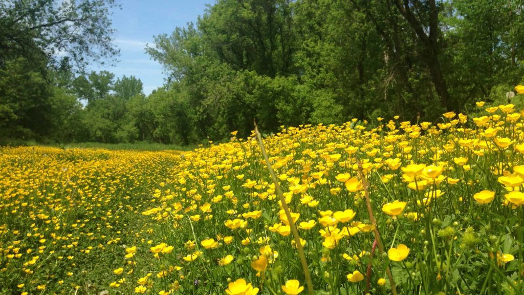 Buttercups bloom in profusion in early June, near the river in Upper Linear Park in Williamstown.