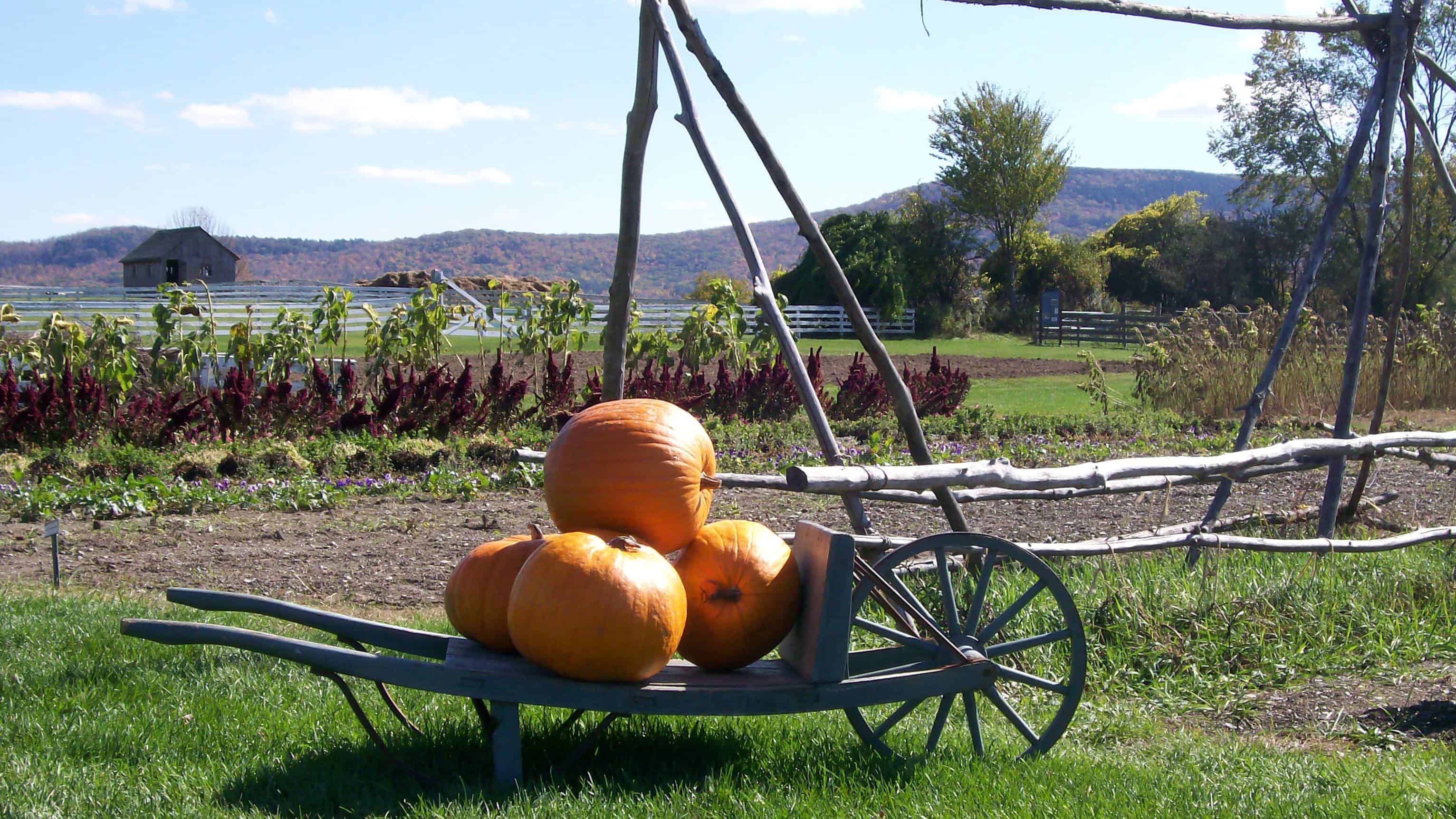 A fall cart with pumpkins at Hancock Shaker Village.