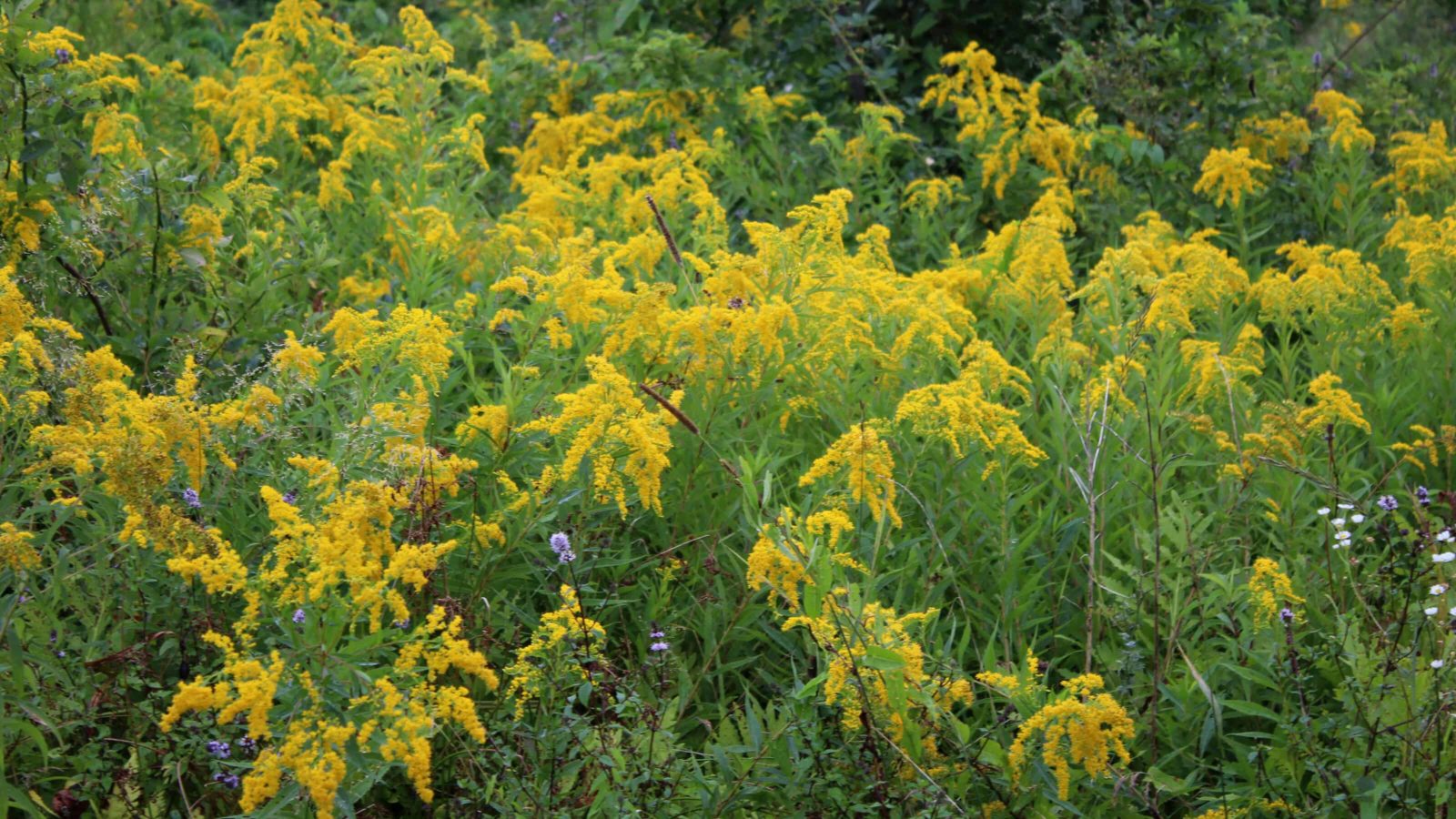Goldenrod is one of the more misunderstood of all wildflowers; many people blame it for "hay" fever when it has moist spores and is not the cause.