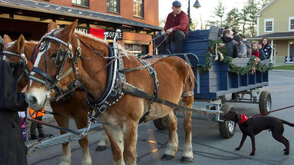 A team of draft horses waits to pull a carriage at the annual Williamstown Holiday Walk. Photo courtesy of the Williamstown Chamber of Commerce