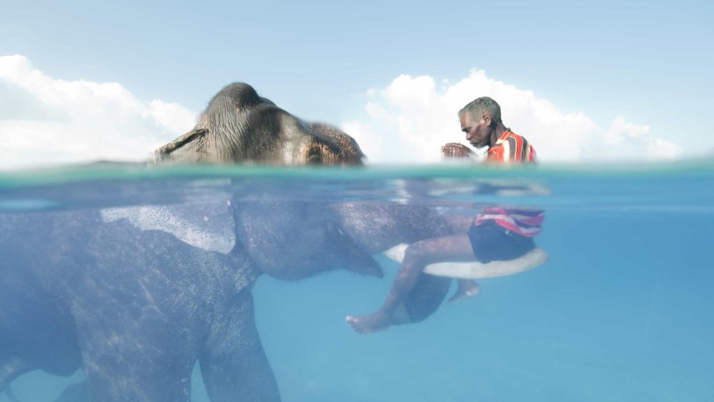 Elephant Connection: Rajan the Asian elephant shares a moment with Nazroo, his mahout, or elephant driver, in the warm ocean waters off the Andaman Islands.