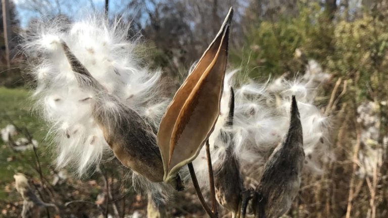 Milkweed pods open to scatter seeds in fall.