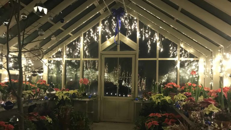 The greenhouse gives a warm haven to poinsettias and bulbs A bonfire gives visitors a chance to warm up Young saplings become wishing trees in Winterlights at Naumkeag.