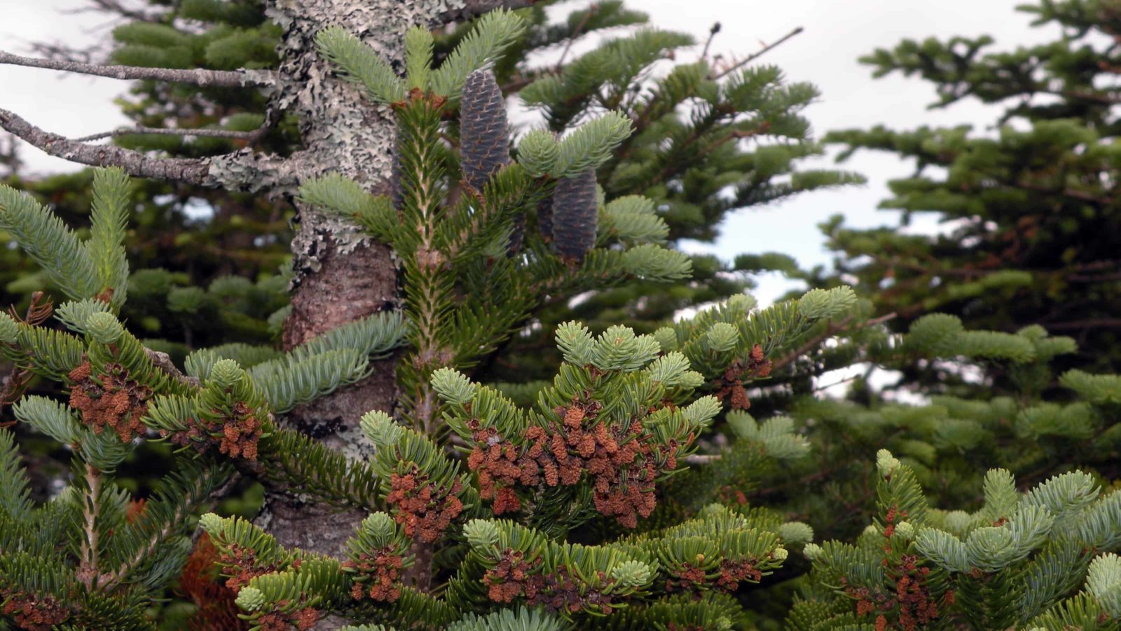 Abies balsamea (balsam fir), male and female cones, Mount Mansfield, Underhill, Vt. Creative Commons courtesy photo.
