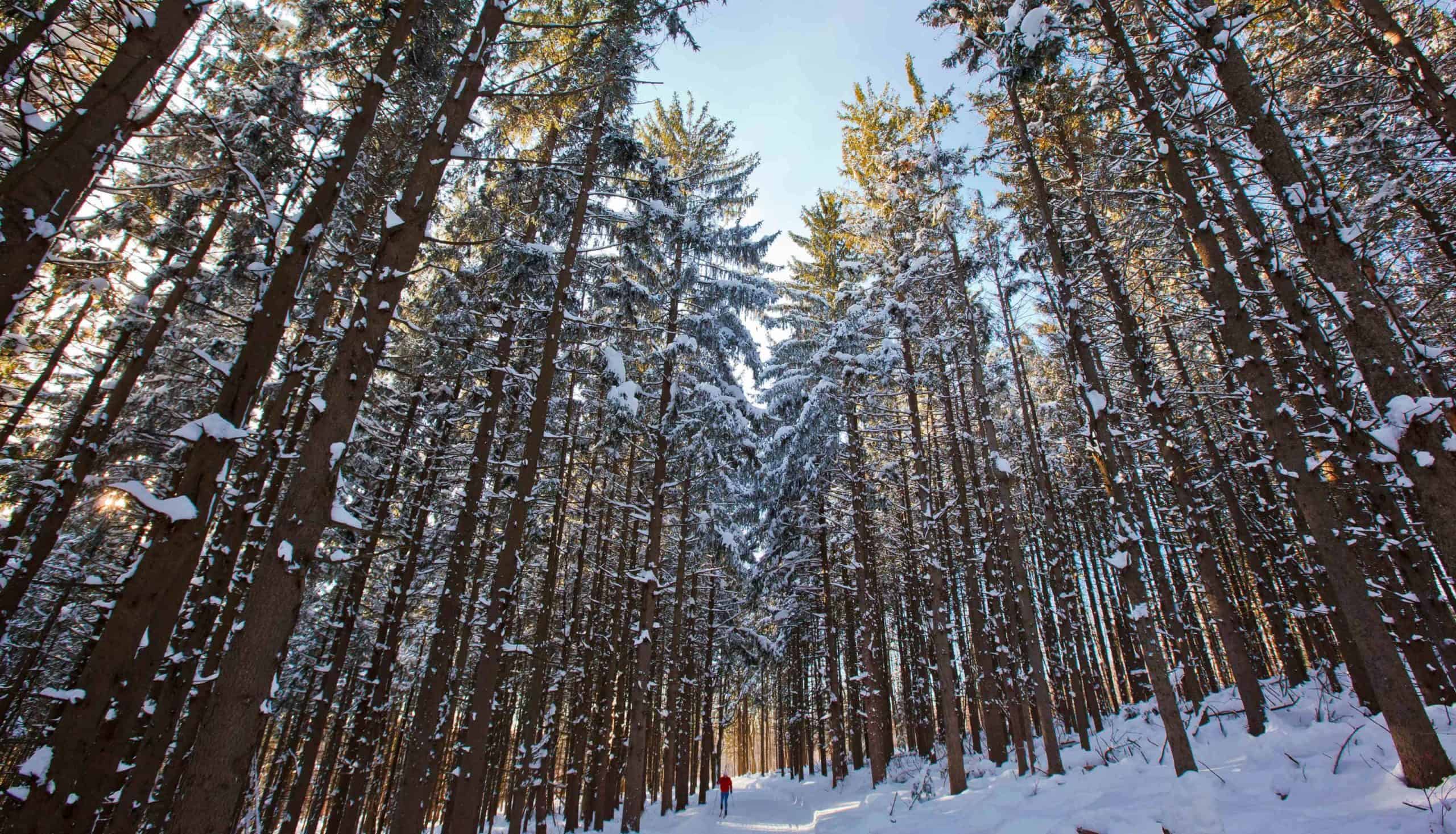 A cross country skier in a spruce forest at the Notchview Reservation in Windsor. Courtesy of The Trustees of Reservations.