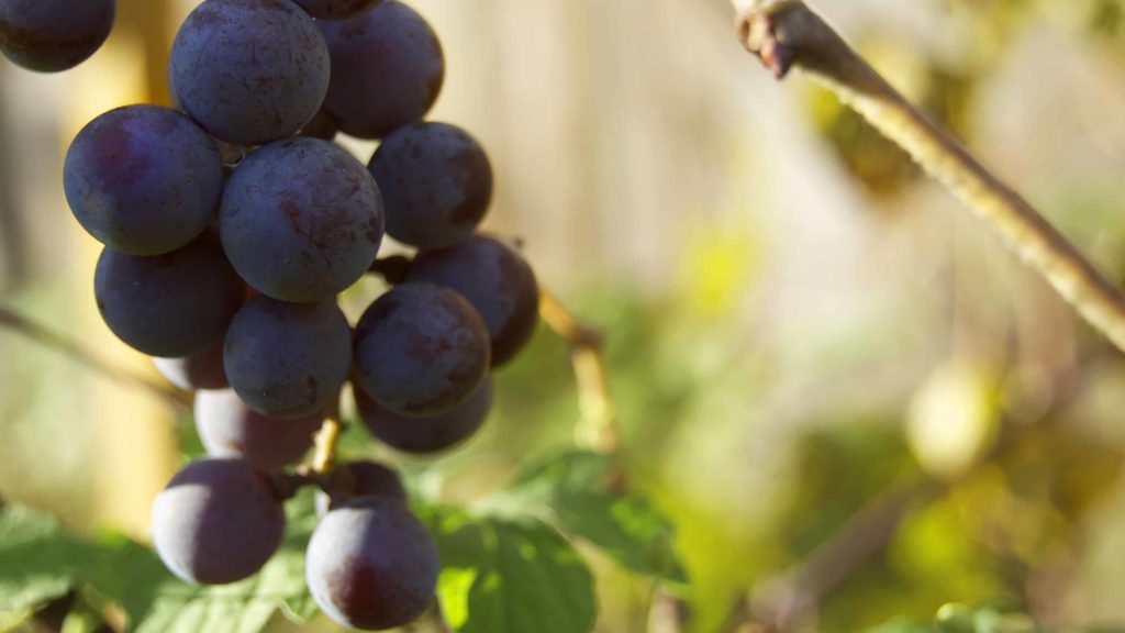 Concord grapes at harvest time. Creative Commons courtesy photo.