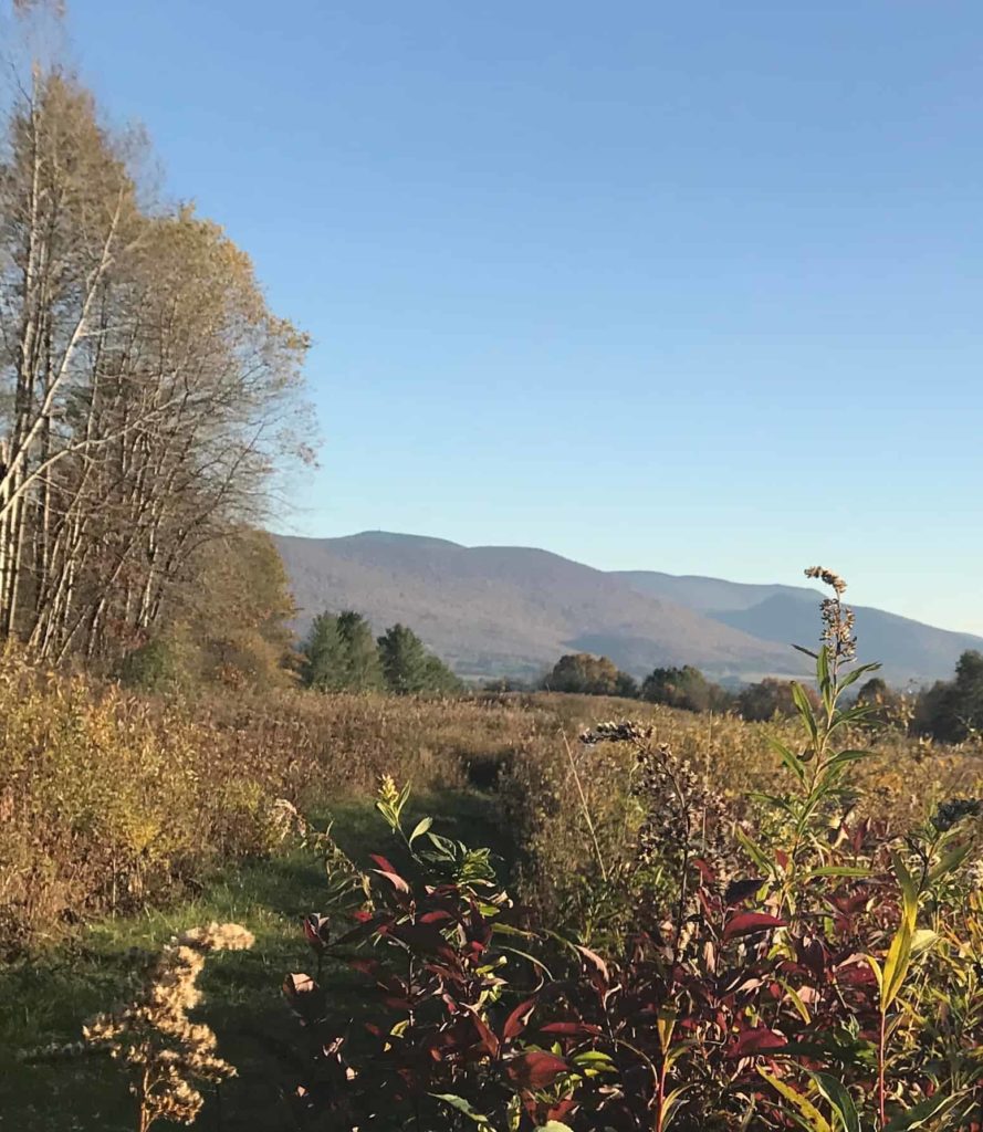 Mountain Meadow in Williamstown glows at sunset on a late fall day.