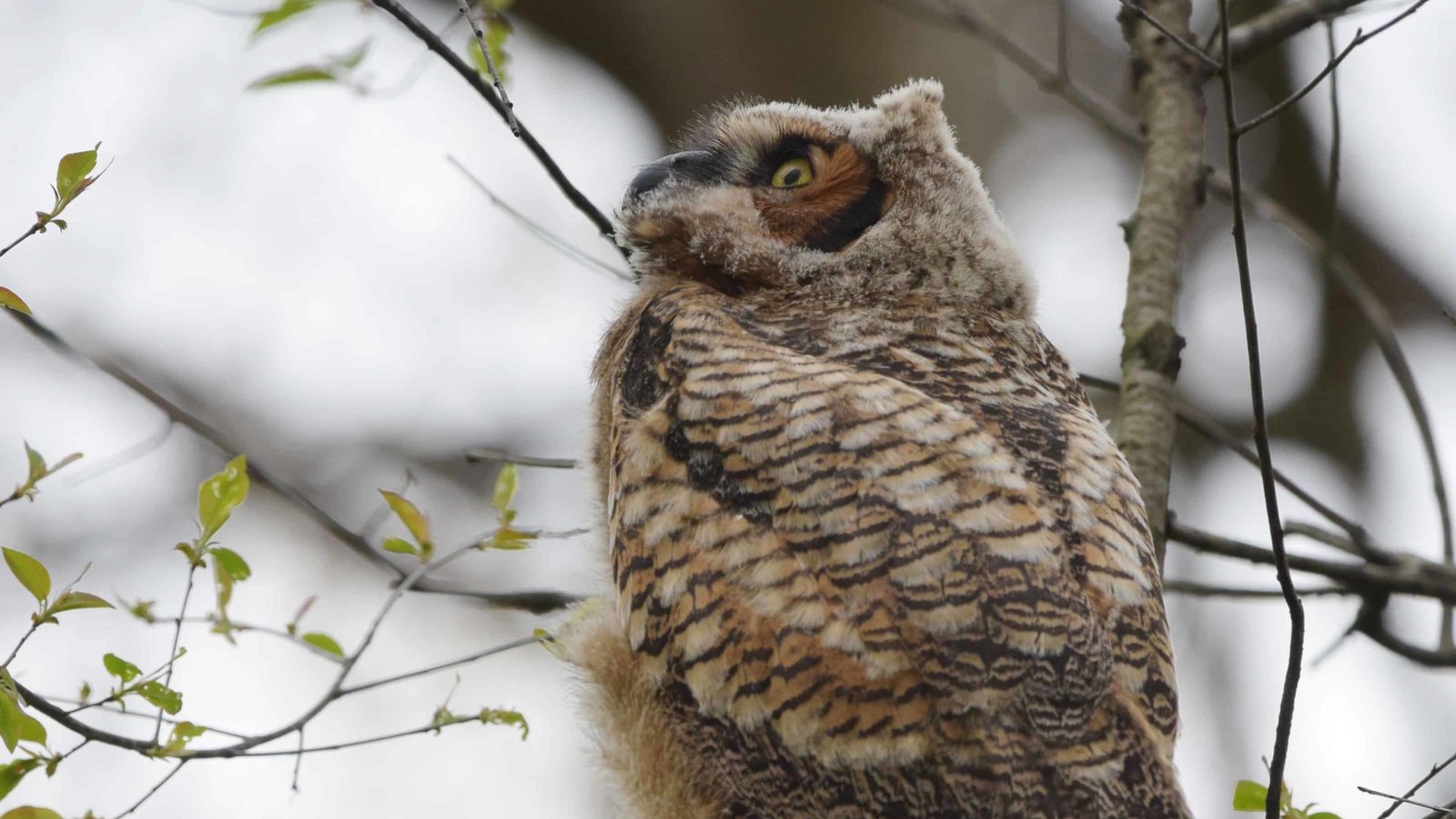 A young Great Horned Owl looks around from a branch.