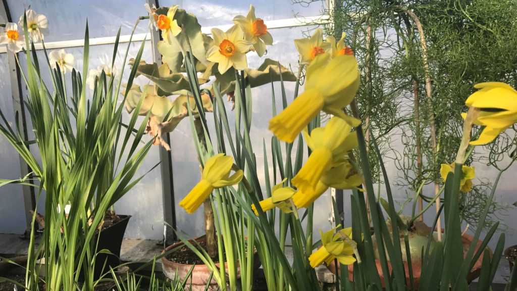 Bright flowers bloom in the annual spring bulb show at the Berkshire Botanical Garden.