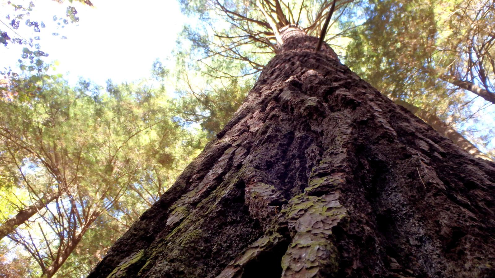 A White Pine stands more than 150 feet tall near the south end of Ice Glen in Stockbridge.