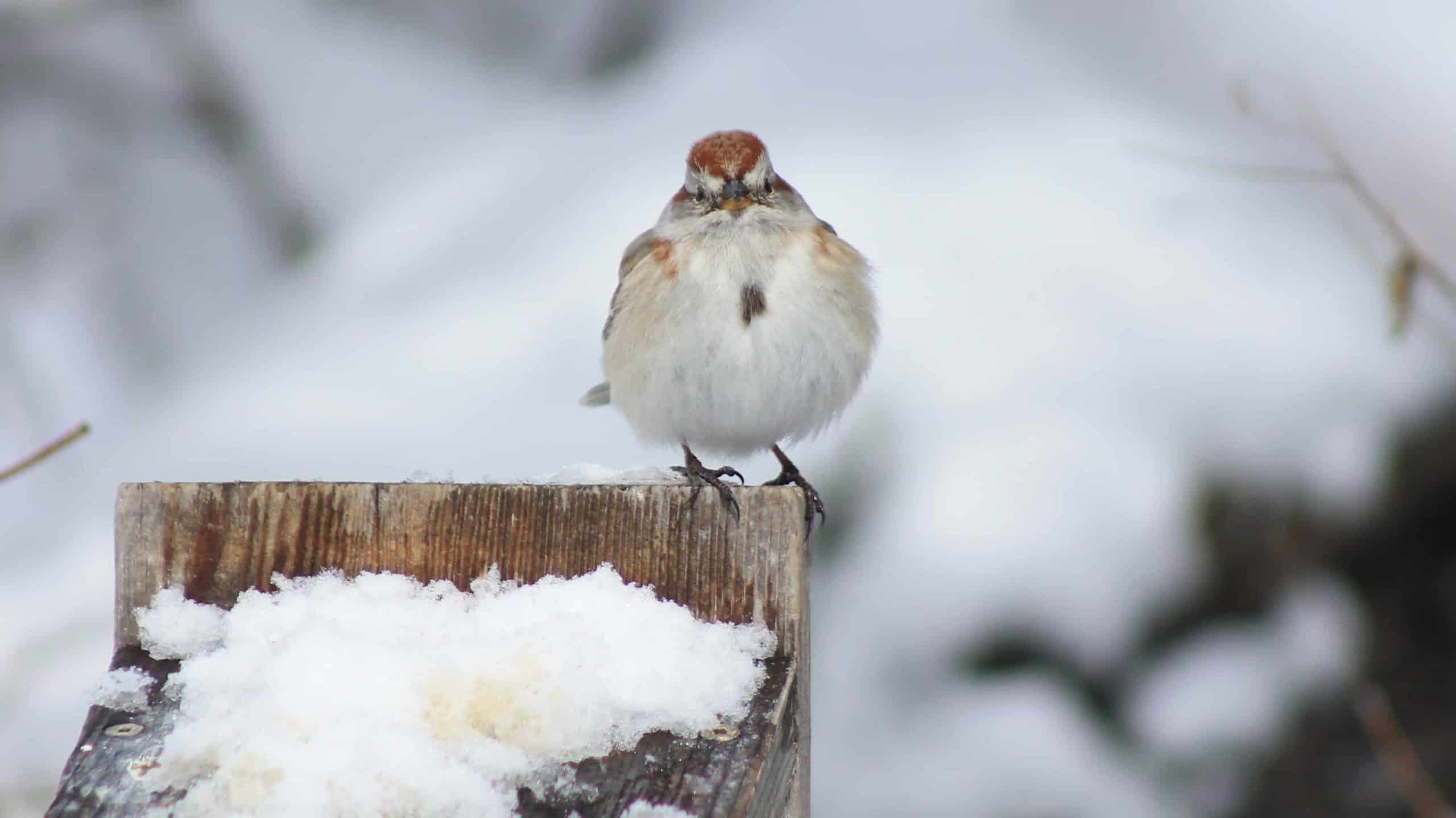 A sparrow fluffs up in the snow. Photo by Zachary Adams, naturalist at Pleasant Valley Sanctuaries.