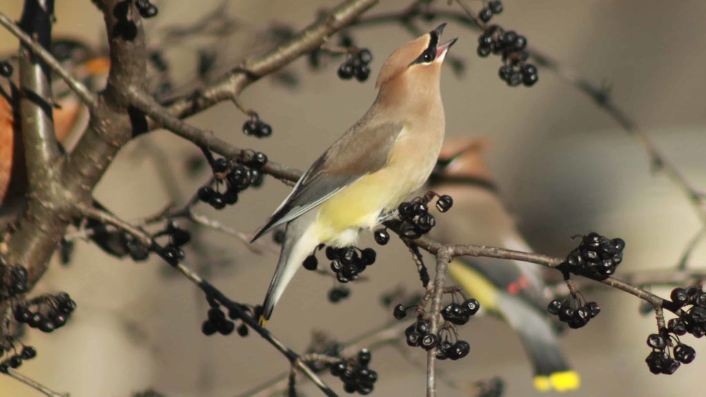 Cedar waxwings forage for berries in winter. Photo by Zachary Adams, naturalist at Pleasant Valley Sanctuaries.