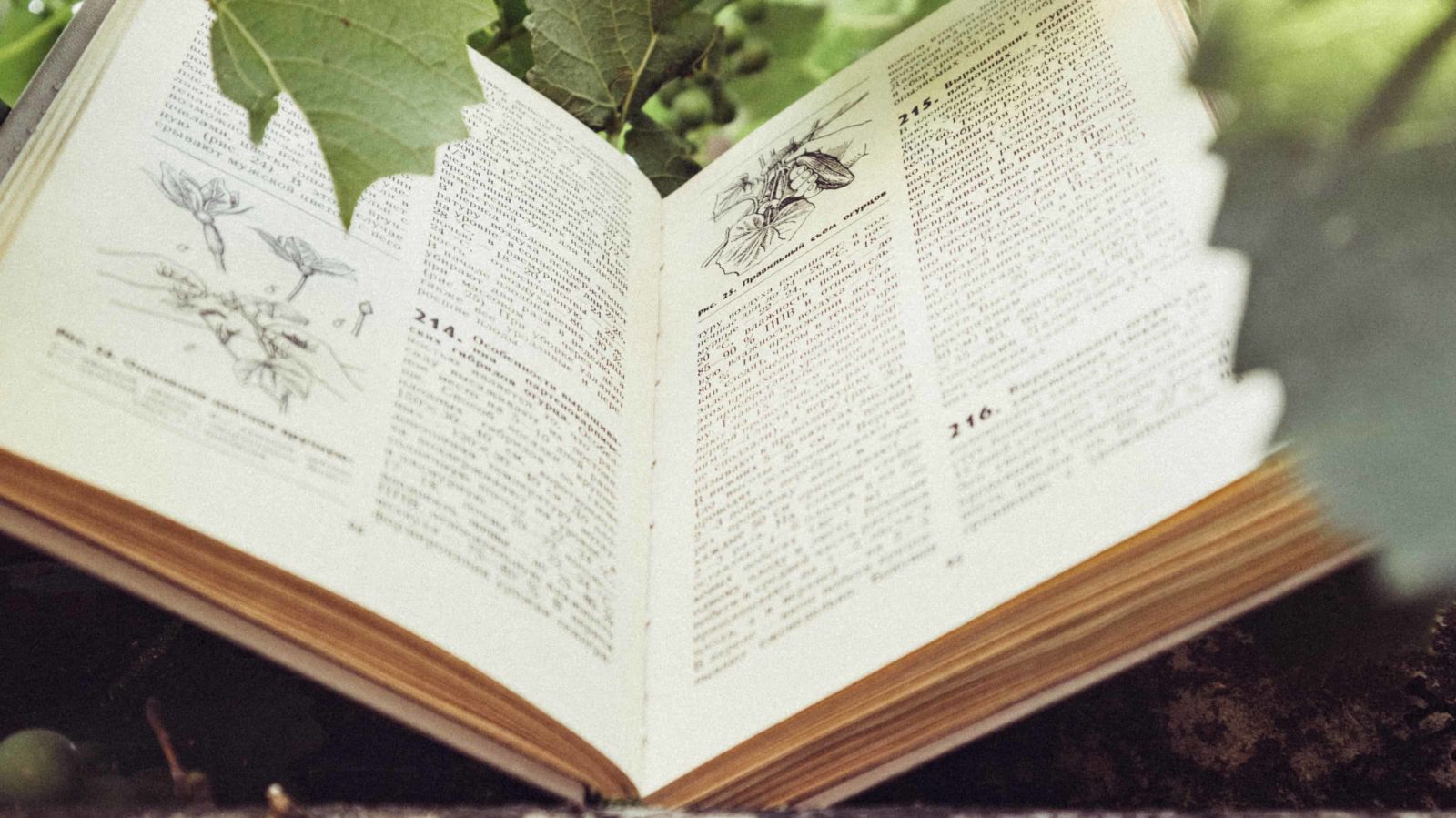 A botanical book lies open surrounded by with leaves. Public domain courtesy photo.