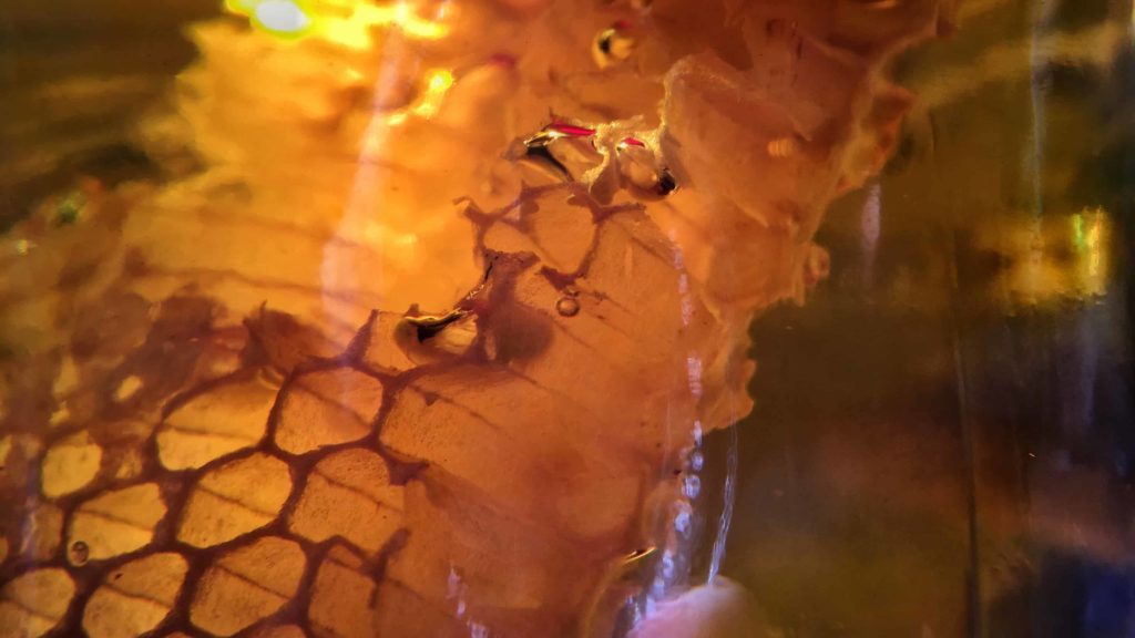 Honey comb in sunlight. Creative Commons courtesy photo.