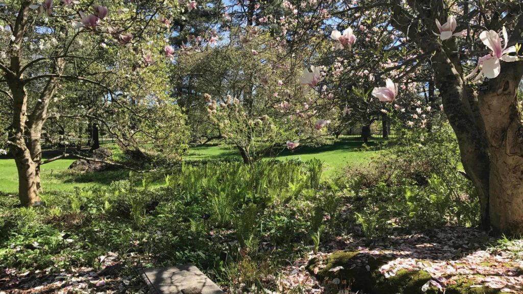 A magnolia opens wide blooms above a stone bench at Berkshire Botanical Garden.