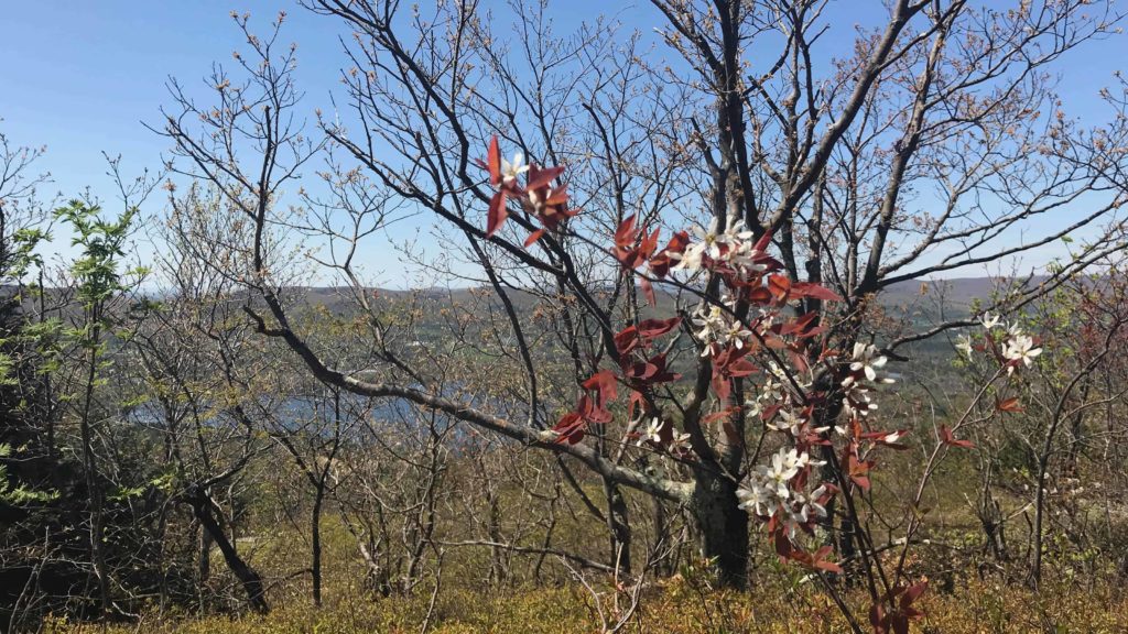 Shad bushes bloom at the summit of Lenox Mountain.