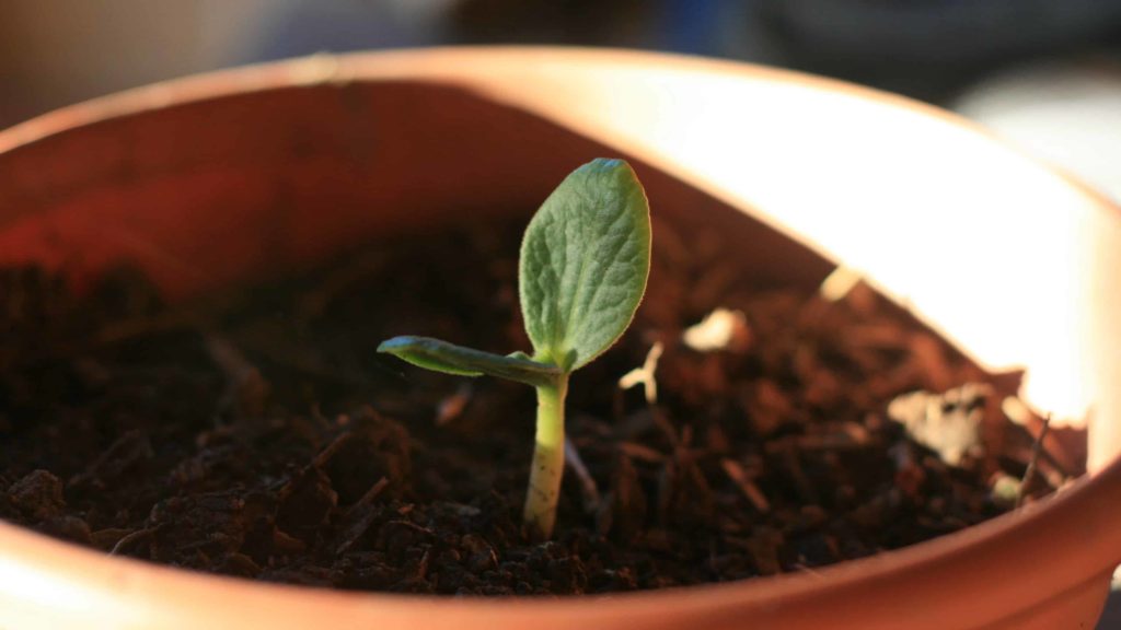 A seedling pokes up through the earth in a flower pot.