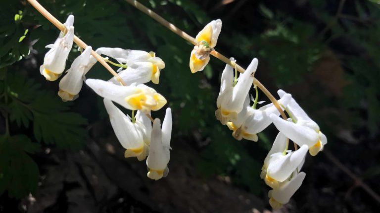 Dutchman's Breeches bloom in April along the Taconic Crest Trail.