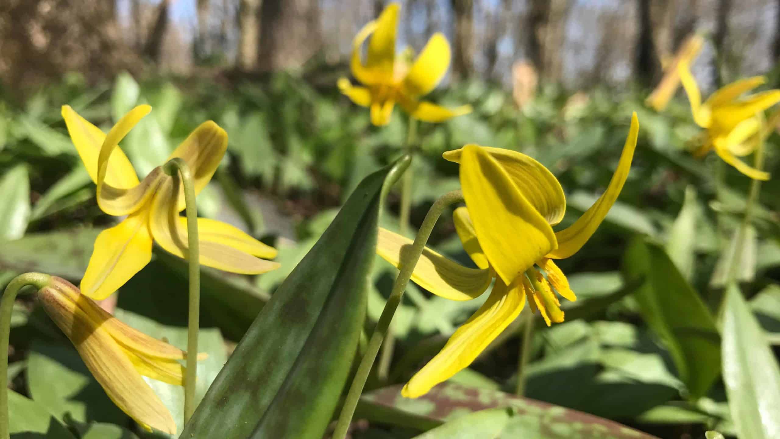 Trout lilies bloom in their hundreds on the Taconic Crest Trail.