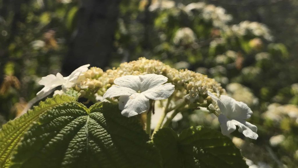 A native flowering viburnum opens in full flower in late May at Pleasant Valley Sanctuary in Lenox.