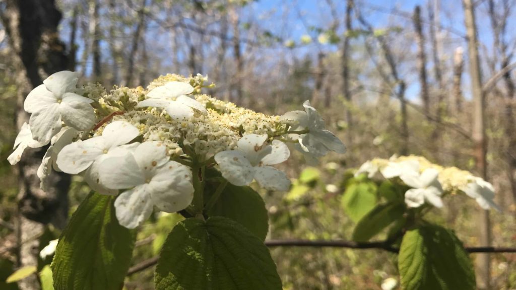 A native flowering viburnum opens white petals in May.