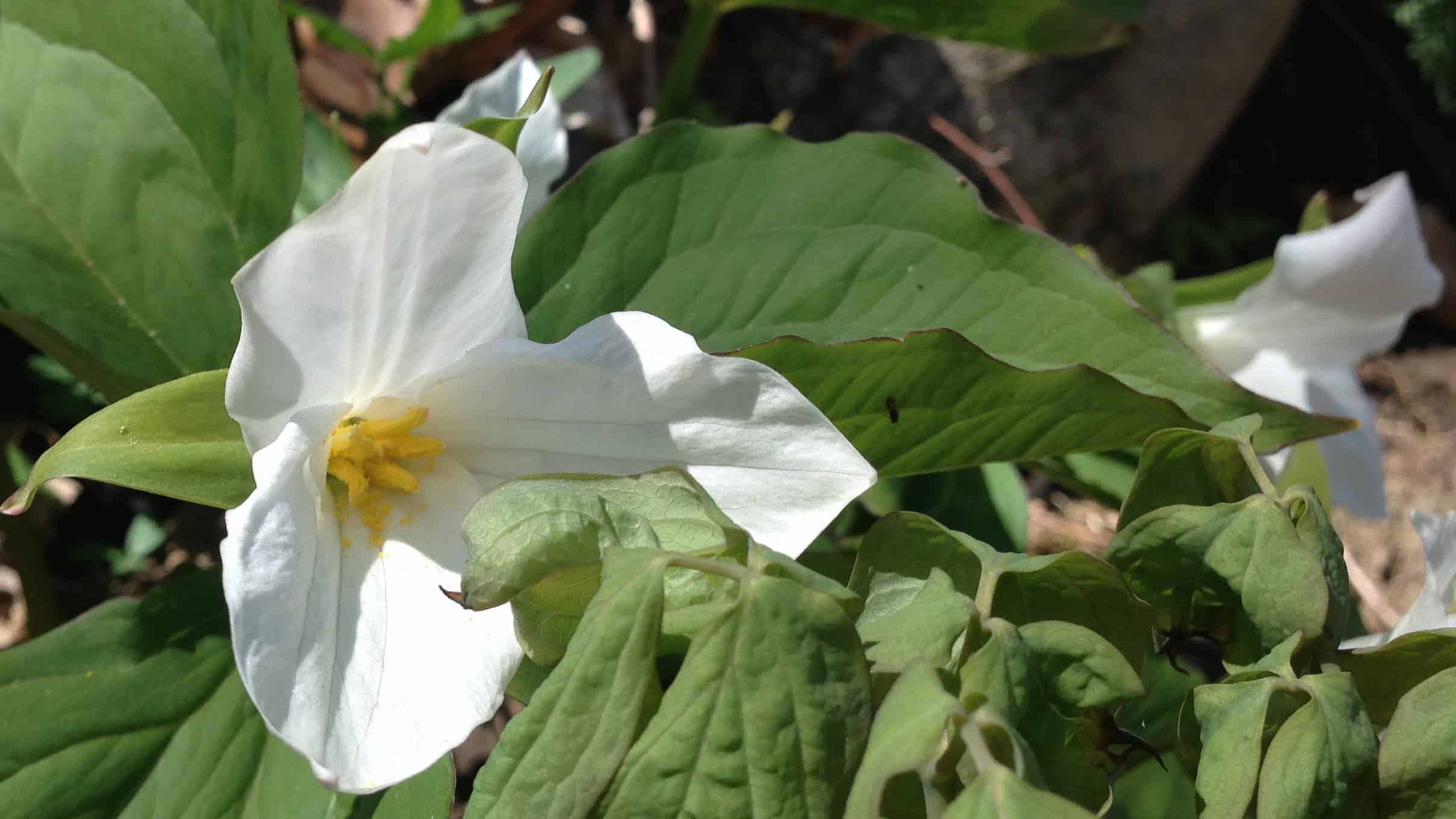 White trillium bloom at Bartholomew's Cobble.