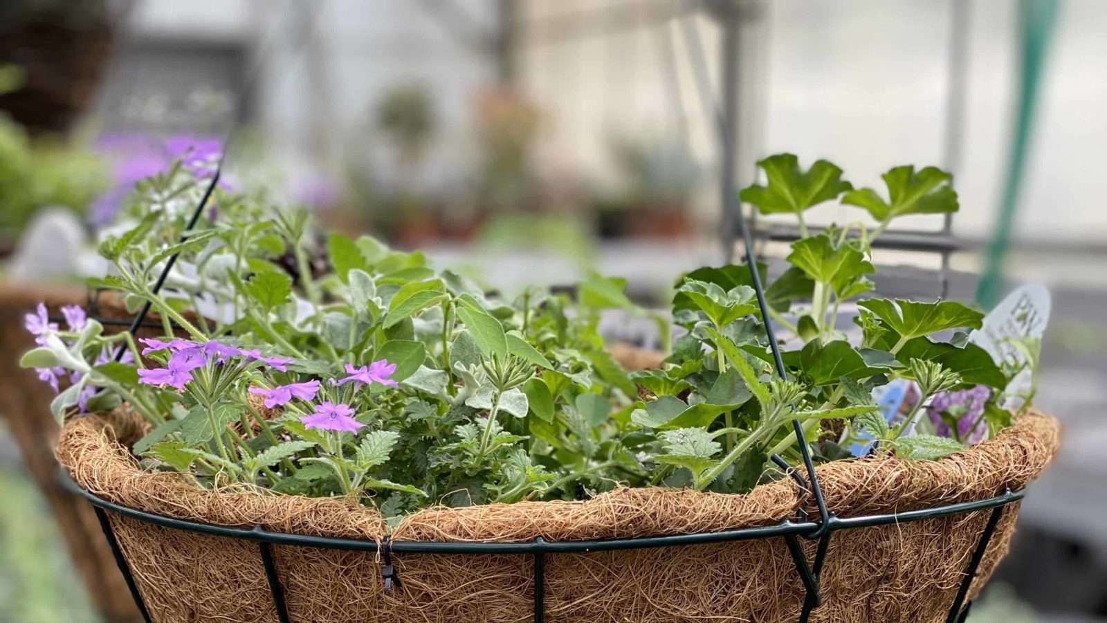A hanging basket of annuals in a beautiful pink, lilac, blue and silver combination will fill in over the next few weeks, as the plants grow full and cascade over the edges.