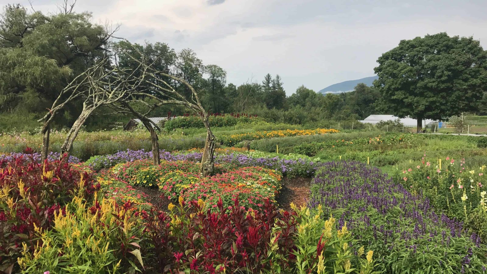 The flower gardens bloom in rich reds and purple and gold at Caretaker Farm in Williamstown.
