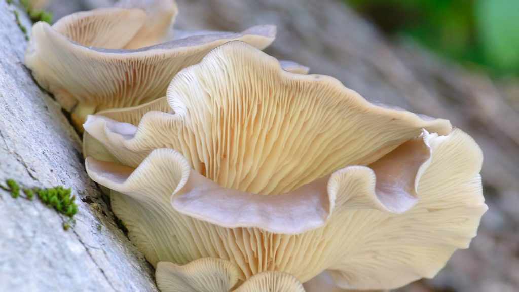 Oyster mushrooms flourish on a log.