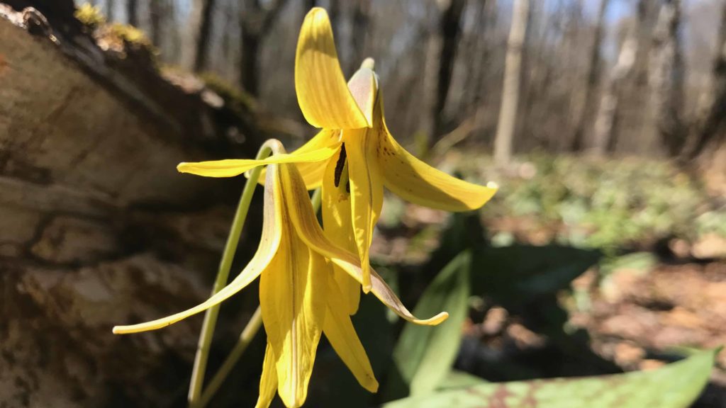 Trout lilies bloom on the Taconic Crest Trail.
