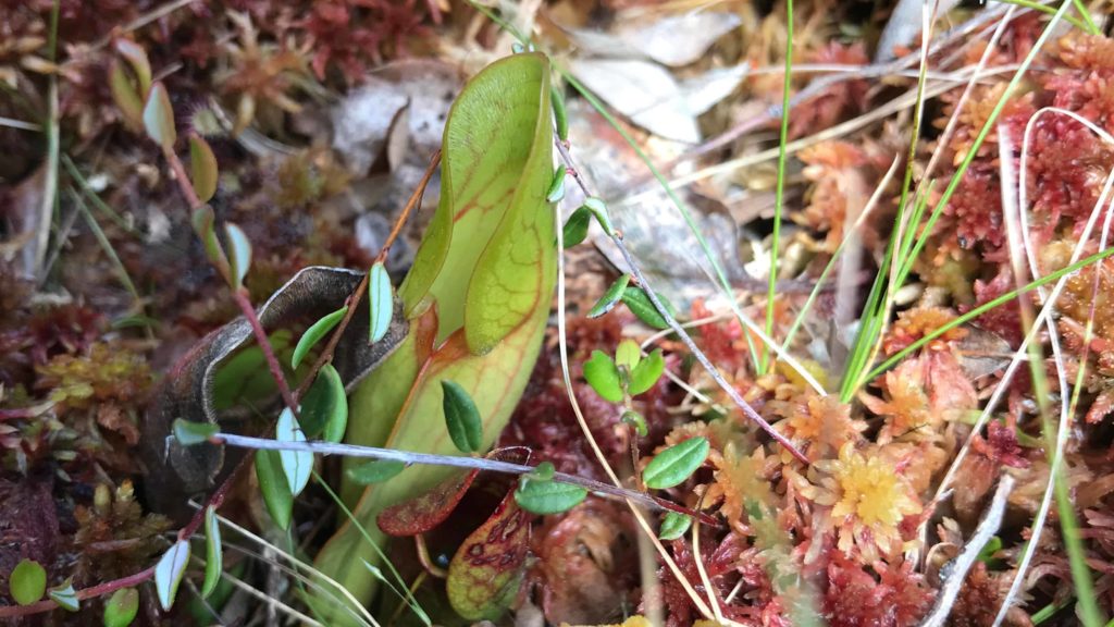 A pitcher plant opens a green-veined cup in Hawley Bog.