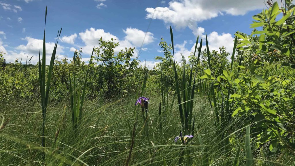 Wild Iris bloom among the tall grasses in Hawley Bog.