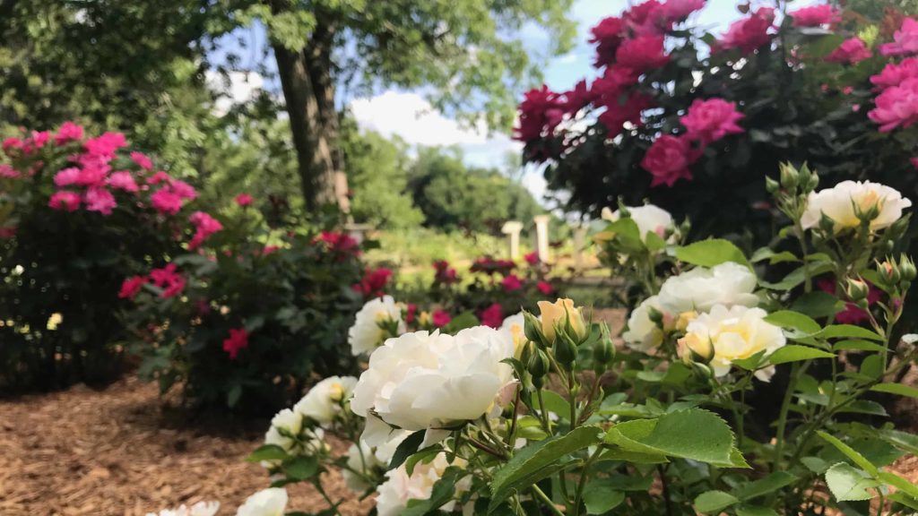 Roses bloom in gardens tended by volunteers at Springside Park in Pittsfield.