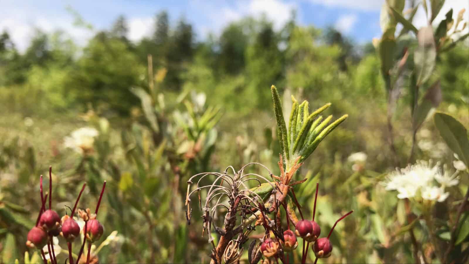 Red buds open into white bloom in Hawley bog on a sunny day in June.