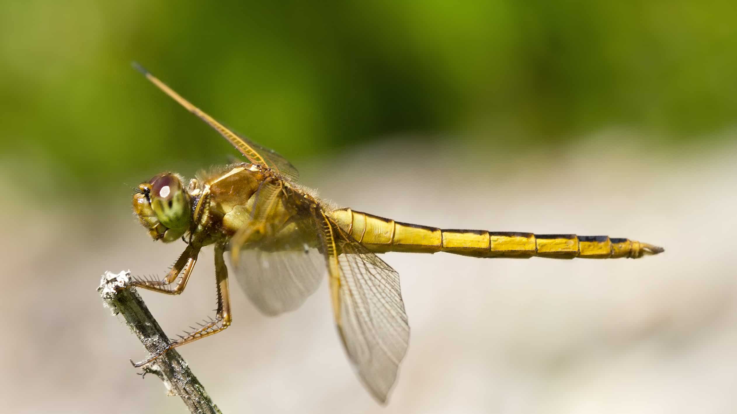 A golden dragonfly perches on a stem. Public domain photo