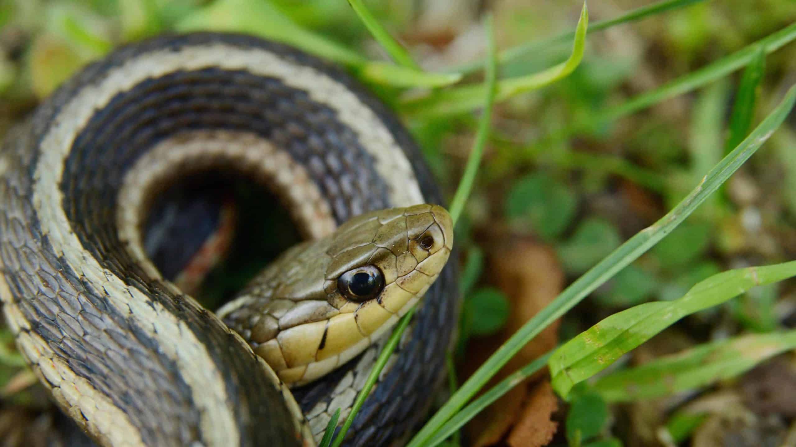A garter snake coils in the grass.