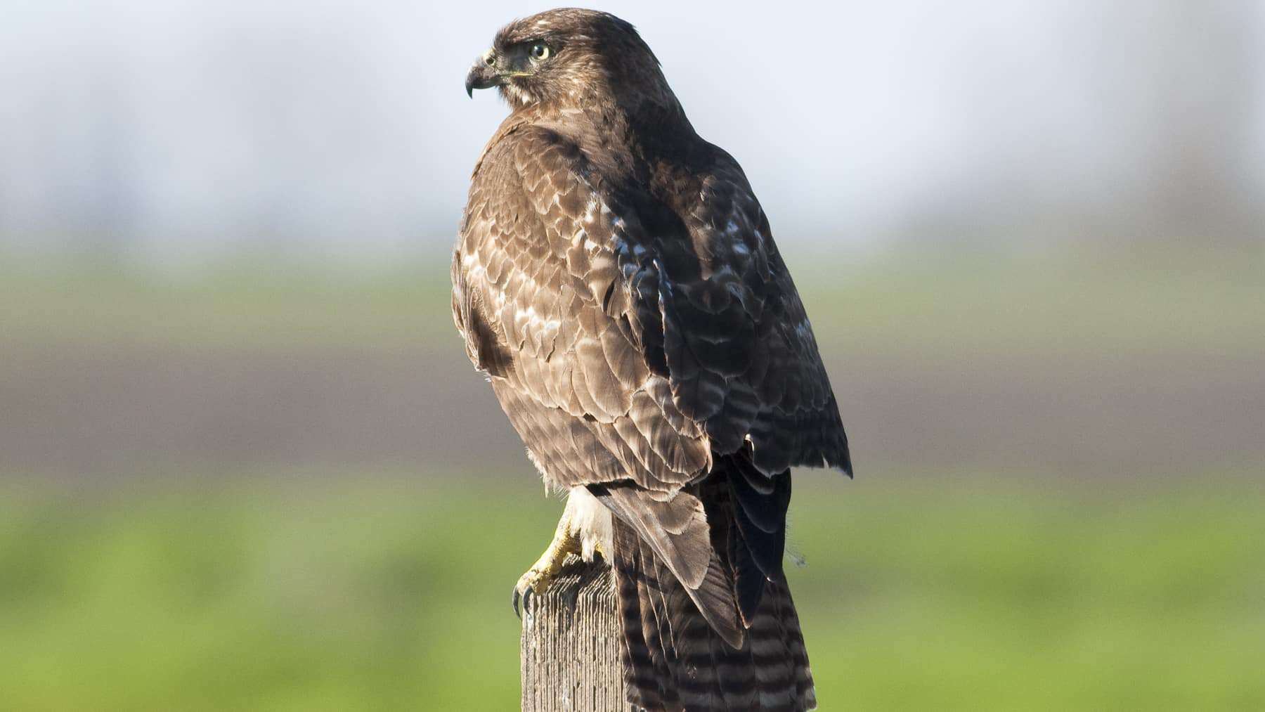A hawk surveys a field from a fence post.