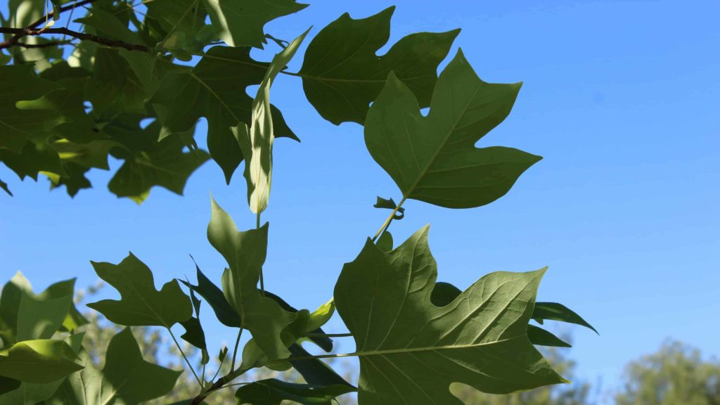 The leaves of a tulip tree catch light and shadow in curves against the sky in the Lanesborough Arboretum.