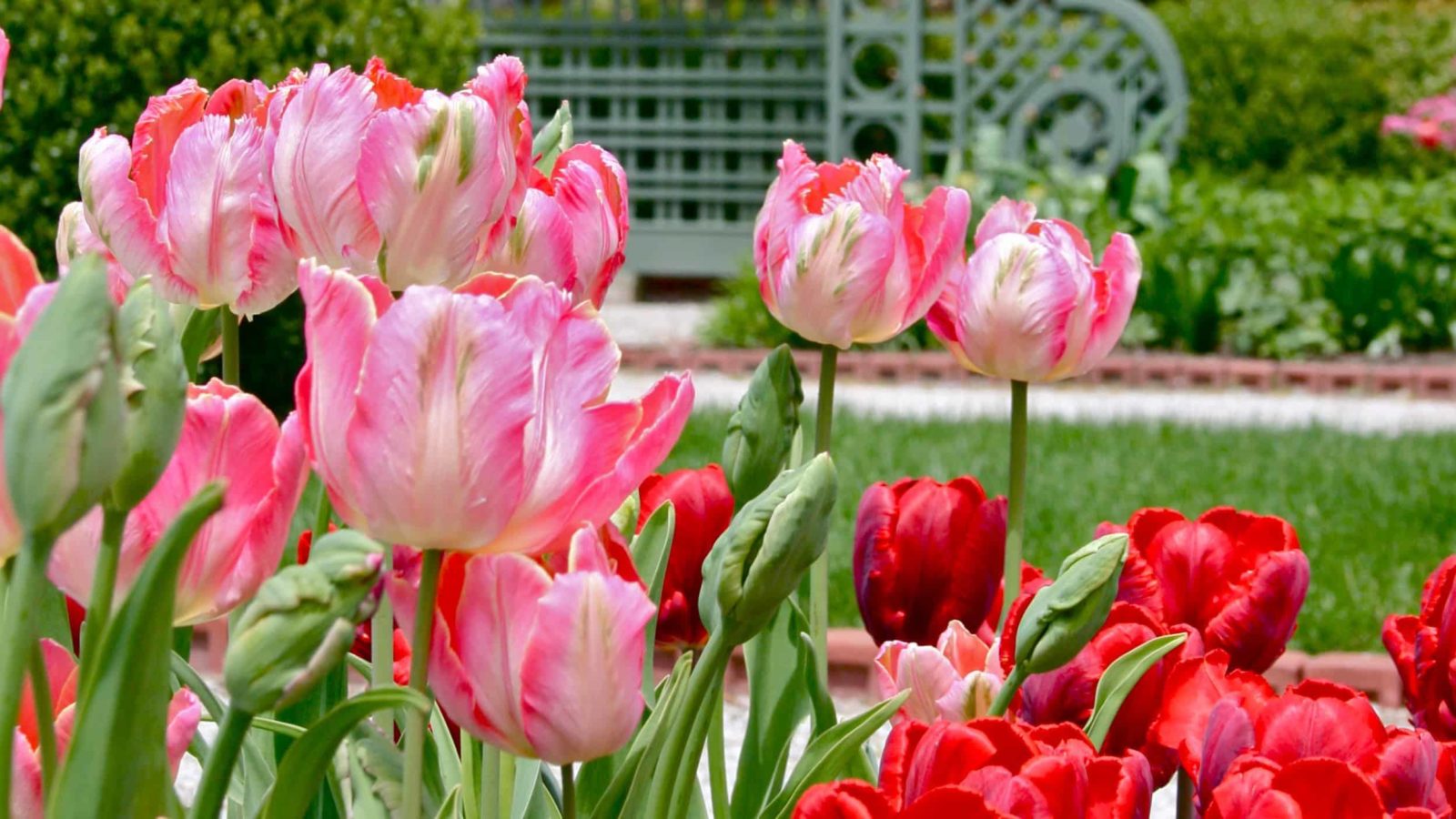 Tulips bloom vividly in Edith Wharton's gardens. Press photo courtesy of The Mount.