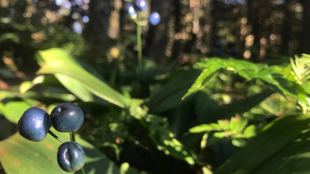 Swirling blue berries ripen on Clintonia Boreales, bluehead lily, on Saddleball Mountain.
