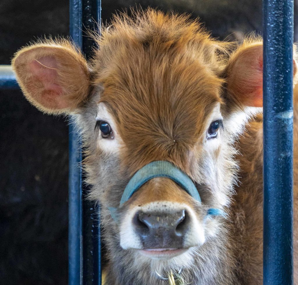 A shaggy calf prepares for cooler weather at Hancock Shaker Village. Press photo courtesy of the museum.