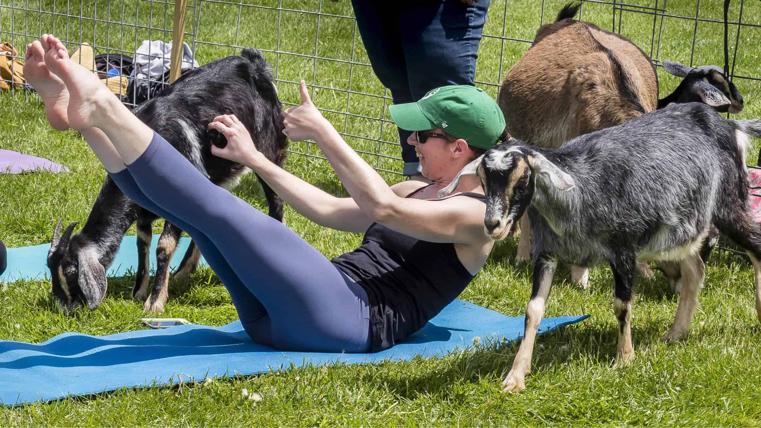 Friendly goats join an outdoor yoga class at Hancock Shaker Village.